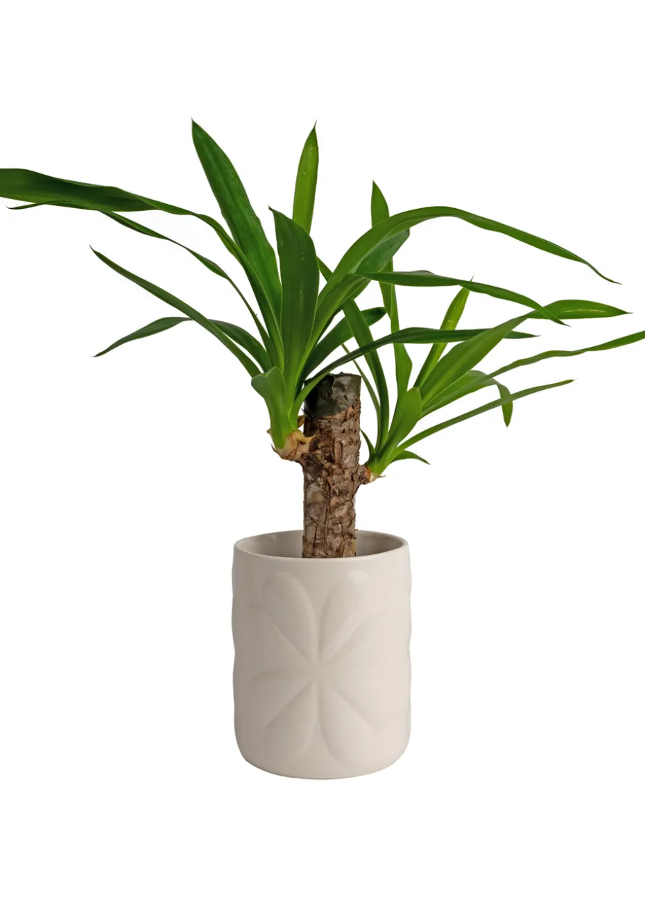 Beau & Elliot Ivory Carnaby Porcelain Embossed Pot Large