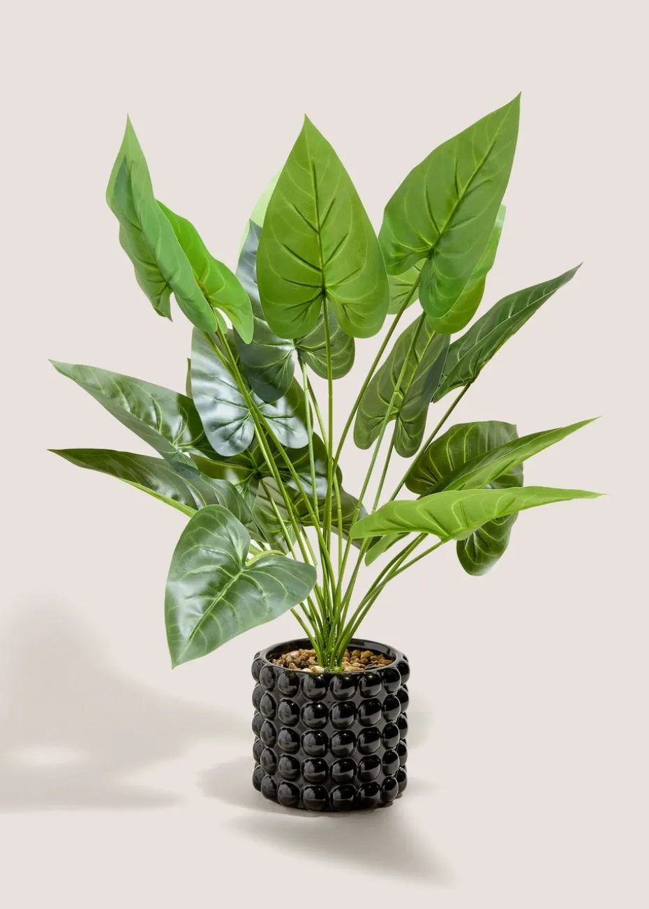 Black Bobble Pot & Plant
