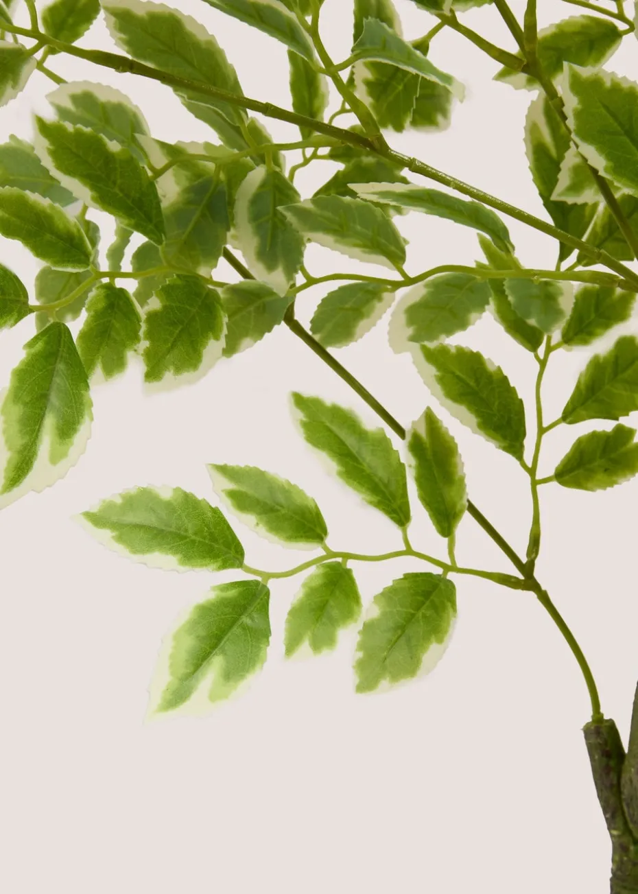 Elm Tree