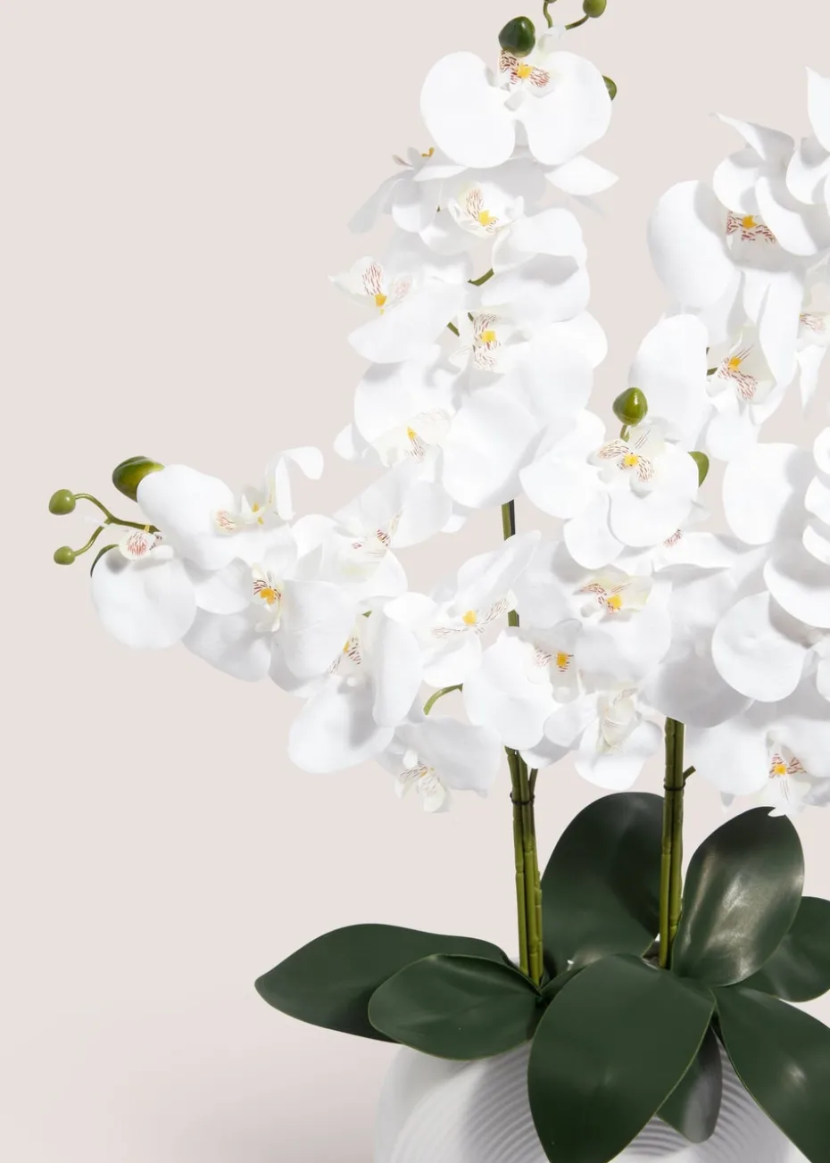 Orchid In White Pot