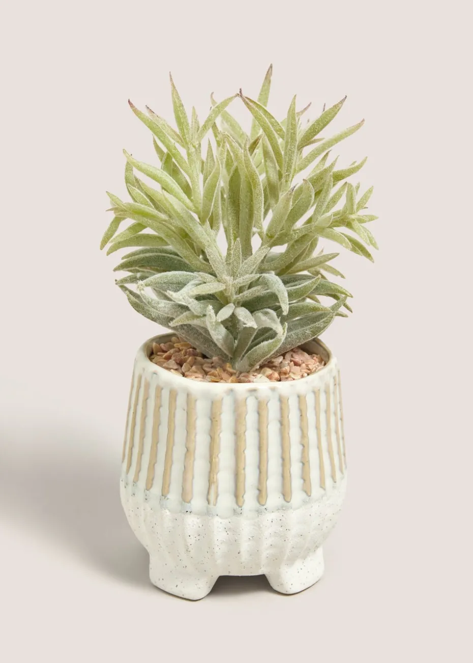 Succulent In Footed Pot